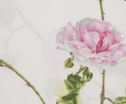 Постельное белье 1.5 спальное Mirabello Scented Rose розовое